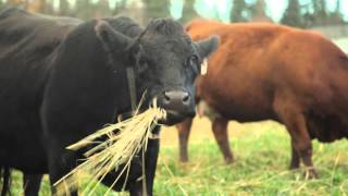 Winter Grazing Systems Managing Cattle By Type amp Body Condition [upl. by Eeram876]