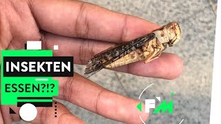 Food Challenge Insekten – Superfood oder super eklig [upl. by Asseniv960]