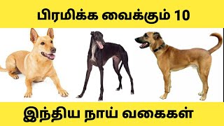 Top 10 indian dog breeds in tamil  இந்தியாவின் தலைசிறந்த 10 நாட்டு நாய்கள் [upl. by Keese]