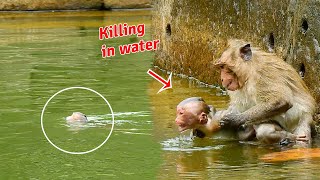 Bad monkey killing orphan baby monkey in the pool [upl. by Lovich]