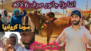 Palosi Mandi Live Dealing And latest rates updates Peshawar Maweshi Mandi 31 May cow mandi 2024 [upl. by Ebonee]