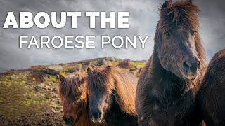 About the Faroese Pony [upl. by Hull]