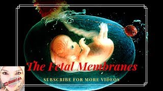 Medical Embryology  the fetal membranes [upl. by Alimat482]