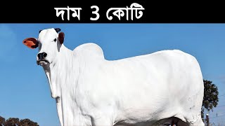 কত্তো বড় গরু দাম তিন কোটি টাকা দেখে ভয় পেয়ে যাবেন  Biggest Bulls Breed in the World [upl. by Gyatt]