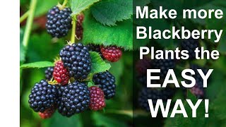 Thornless Blackberries  EASY Blackberry Propagation to Make More Plants [upl. by Eceined]