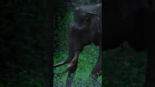 🐘⚡🐘 reels love reelsinstagram trendingshorts youtubeshorts ytreelshort elephant [upl. by Couture]