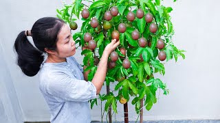 Easy Passion Fruit Growth in Paint Bucket Efficient Tips [upl. by Nikaniki]