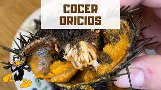 3 TRUCOS para Cocer Oricios 🤤 ¡ERIZOS DE MAR [upl. by Harias]