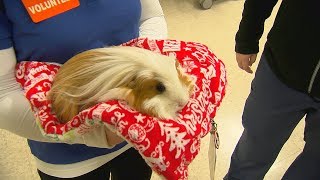 Therapy guinea pig brings joy to patients at St Elizabeth Healthcare [upl. by Corkhill]