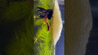 Beautiful betta fish breeding ♥️😍 shorts bettafish breeding [upl. by Wyne]