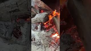 Camp Fire Lets grill bbq camping fish seafoods food fire shorts shortvideo [upl. by Derby]