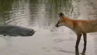 CATFISH VS FOX by Catfish World [upl. by Beale]