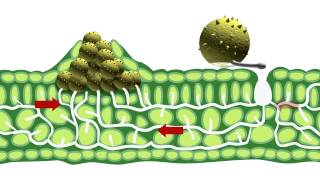 Disease epidemiology and fungicide use [upl. by Nagn]