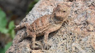 164 Sideeyed by Sonoras Rarest Horned Lizard [upl. by Atelra]