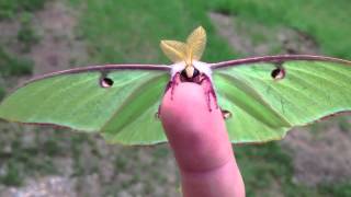 Actias Luna Moth  Green Lunar Moth [upl. by Luane]