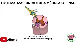 Sistematizacion Motora de la Medula Espinal [upl. by Cherida]