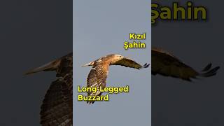 KESKİN BAKIŞLI  Kızıl Şahin  Longlegged Buzzard [upl. by Aioj118]