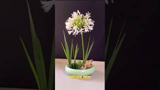 Creative Ideas for Arranging Iris Green Grass and African Lily [upl. by Primaveria]