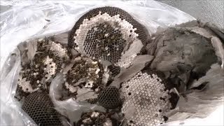 How To Safely Remove A Wasp Nest [upl. by Cirdet248]