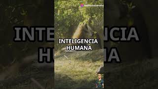 Cerebro Sorprendente facebook instagram whatsappstatus whatsapp animals wildlife fun funny [upl. by Alarice]