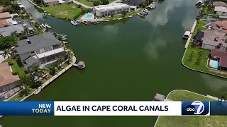 Algae creeping back into Cape Coral canals [upl. by Aicilehp]