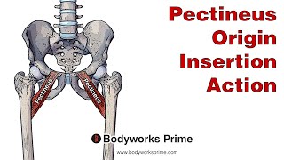 Pectineus Anatomy Origin Insertion amp Action [upl. by Nosemyaj]