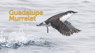 Guadalupe Murrelet Rarest Alcid [upl. by Ahter]