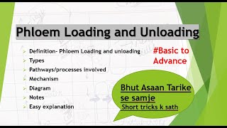 Phloem Loading and Unloading TypesMechanismDiagram Process Hindi and english Easy explanation [upl. by Sondra597]