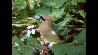 Feeding a Cedar Waxwing [upl. by Peirce]