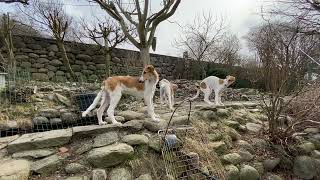 Tundra the borzoi [upl. by Alley427]