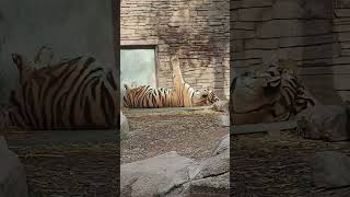 Tiger sleeping at Utahs hogle zoo [upl. by Philipps]