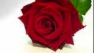 The Rose instrumental [upl. by Bacon585]