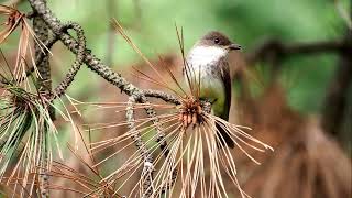 The Phenomenal fledgling of Lesser Flycatcher babies movie [upl. by Hgielyk]