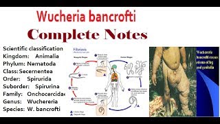 Wuchereria Bancrofti Structure Morphology and PathogenesisComplete Notes [upl. by Scot406]