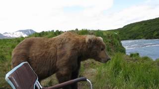 bear sits next to guy [upl. by Nylhtac]