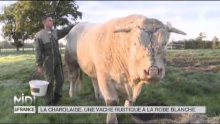 ANIMAUX  La Charolaise une vache rustique à la robe blanche [upl. by Aina]