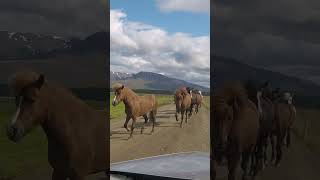 Icelandic Horses Made Us Stop on the Road [upl. by Yelrahc]