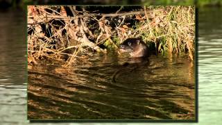 Wildlife of the River Dodder [upl. by Rubina224]