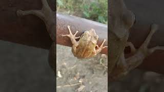 Indian white tree frog Indianeyed tree frog Indian treefrog🐸मेंढक बेंडुक Maharashtra white frogs [upl. by Lenox]