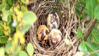 Strange​​ Egg Birds On Nest ar Forest  Egg Birds Welcome New Hatchlings [upl. by Eissirhc]