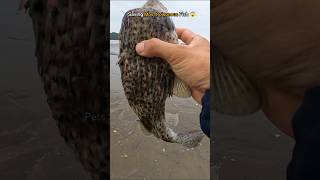 🐡Poisonous but precious  Saved Puffer Fish Life 🥺 [upl. by Carpio]