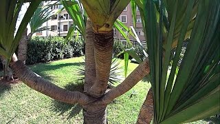 Yucca elephantipes  Yucca pied déléphant [upl. by Eyllom]