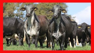 🔴 RAZA GIROLANDO PRODUCCION DE LECHE ✅ Vacas Lecheras y Carnicas [upl. by Teodorico]