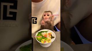 Adorable monkey😘🤗🐒trending viralvideo 2024 shorts shortvideo youtubeshorts [upl. by Merrielle680]