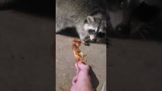 My raccoon buddy took the food out of my hand so cute [upl. by Bernardine]