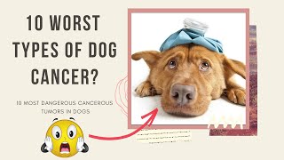 These 10 types of cancer will make you fear for your dog of 2021 [upl. by Ociredef]