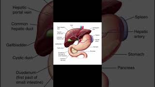 Human Liver Anatomy Structure biology shorts motivation anatomy [upl. by Namzaj]