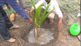 Coconut planting methodTiptur [upl. by Ibor]