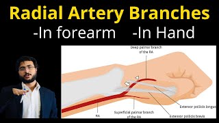 Radial Artery Anatomy l Branches l Forearm l Hand l Pulse [upl. by Culosio]