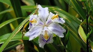 Fringed Iris Iris japonica [upl. by Jestude333]